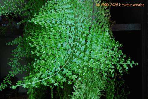 Nephrolepis sp. 7