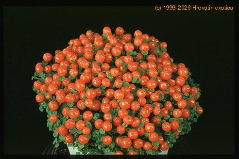 Nertera granadensis 2025