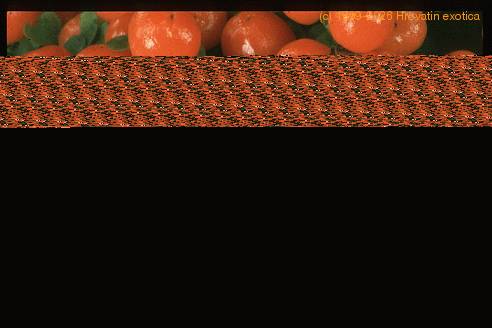 Nertera granadensis closeup