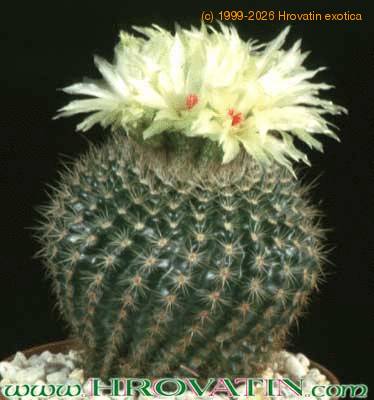 Notocactus apricus 241
