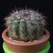 Notocactus caespitosus MOP