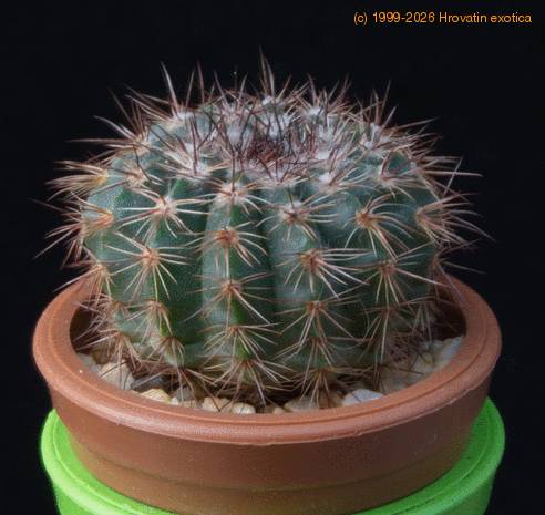 Notocactus caespitosus MOP