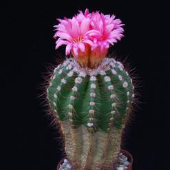 Notocactus horstii