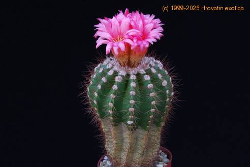 Notocactus horstii purpureus SIb
