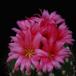 Notocactus horstii purpureus SIf