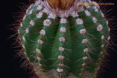 Notocactus horstii purpureus SIt
