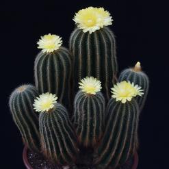 Notocactus magnificus