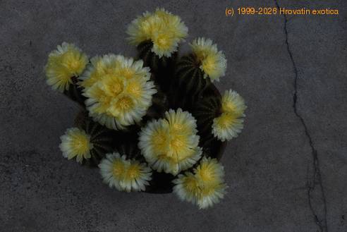 Notocactus magnificus SIf1