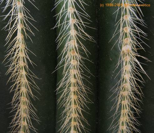 Notocactus magnificus SIt 2