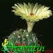 Notocactus ottonis 433