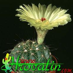 Notocactus ottonis