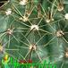 Notocactus ottonis thorn 435