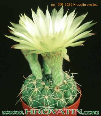 Notocactus ottonis v linkii 185