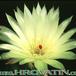 Notocactus ottonis v linkii flower 186