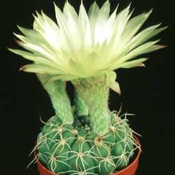 Notocactus ottonis v. linkii