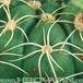 Notocactus ottonis v linkii thorn 187