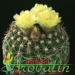 Notocactus ottonis v. Nigrispinus