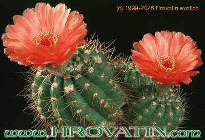 Notocactus ottonis v vencluianus 289