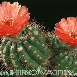 Notocactus ottonis v. vencluianus