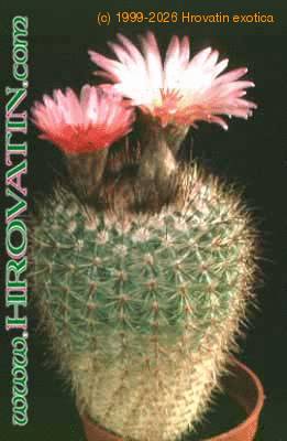 Notocactus roseoluteus 110