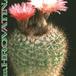 Notocactus roseoluteus 110