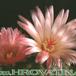 Notocactus roseoluteus flower 111
