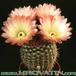 Notocactus rutilans 220