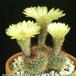 Notocactus schlosseri 179