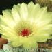 Notocactus schlosseri flower 180