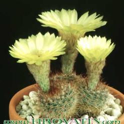 Notocactus schlosseri