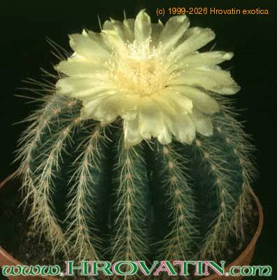 Notocactus schumannianus 268