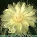 Notocactus schumannianus flower 269