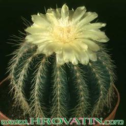 Notocactus schumannianus