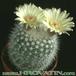 Notocactus succineus v albispinus 126