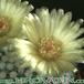 Notocactus succineus v albispinus flower 127