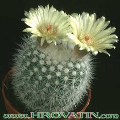 Notocactus succineus v. albispinus
