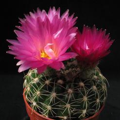 Notocactus uebelmannianus