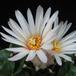 Obregonia denegrii flower