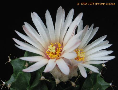 Obregonia denegrii flower