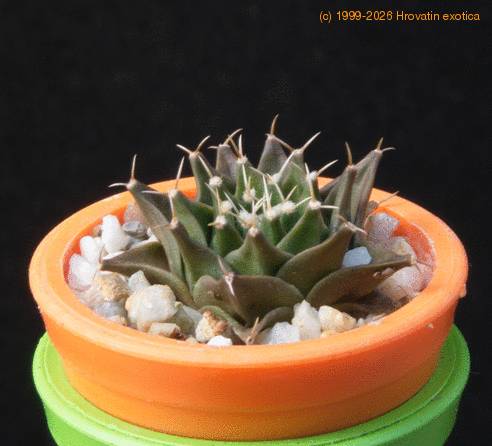 Obregonia denegrii MOP