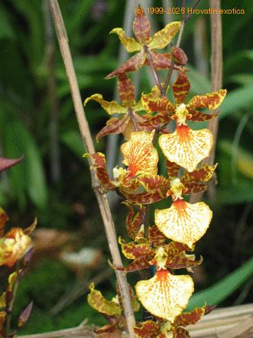 Odontocidium barbara