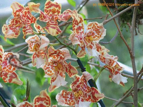 Odontocidium hansueli flower