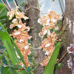 Odontocidium hybrid