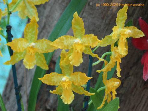 Odontoglossum geyser gold