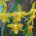 Odontoglossum geyser gold