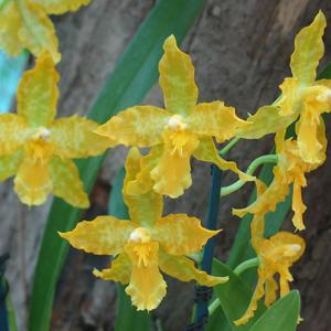 Odontoglossum hybrid
