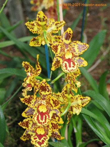 Odontoglossum sp