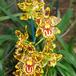Odontoglossum sp