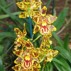 Odontoglossum species