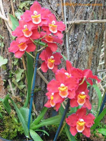 Odontonia durham castle